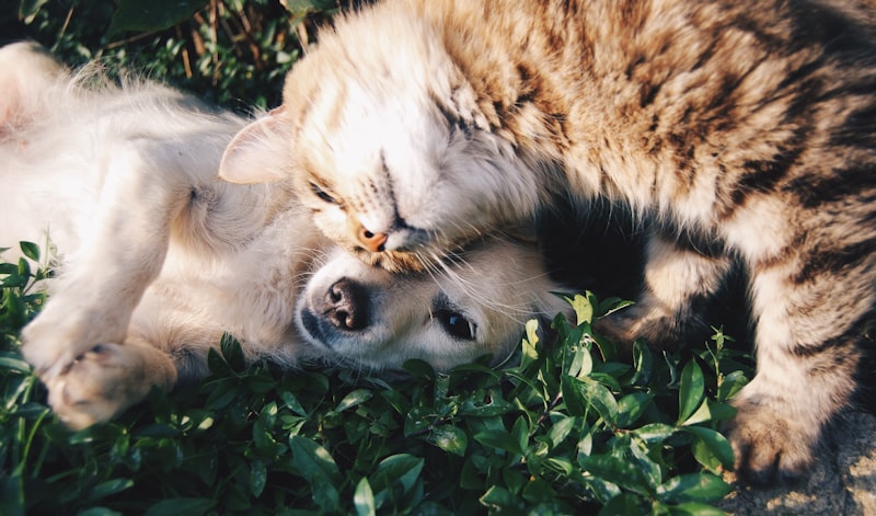 Familiehunde